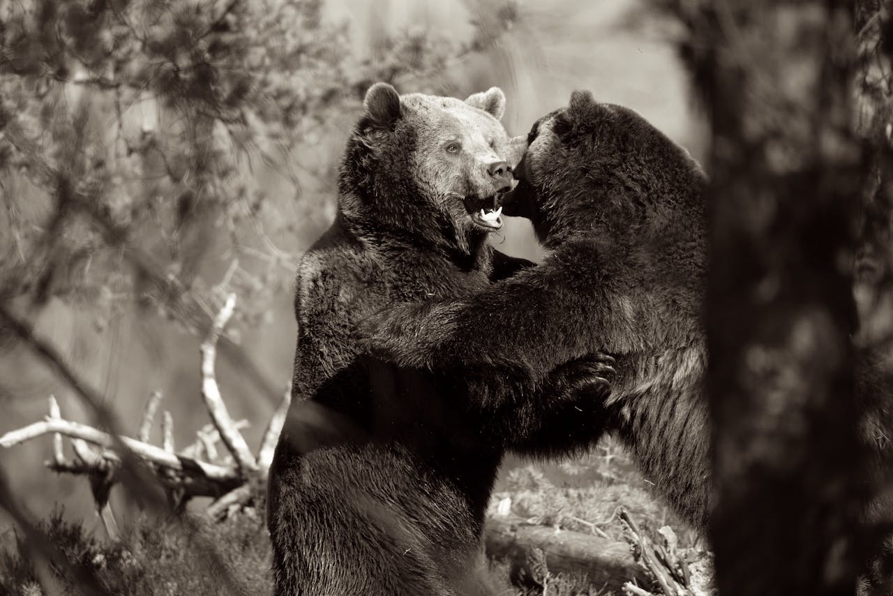 two bears fighting in the woods